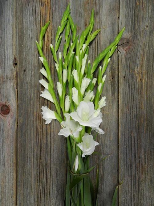 WHITE GLADIOLAS